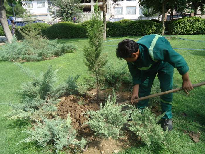 کاشت درخت به نیت شهدا در تهران