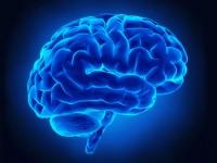 رژیم غذایی مفید برای جوان‌سازی مغز
