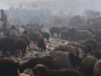 پروار شدن گوسفندان کنگاوری با زباله های عفونی + تصاویر