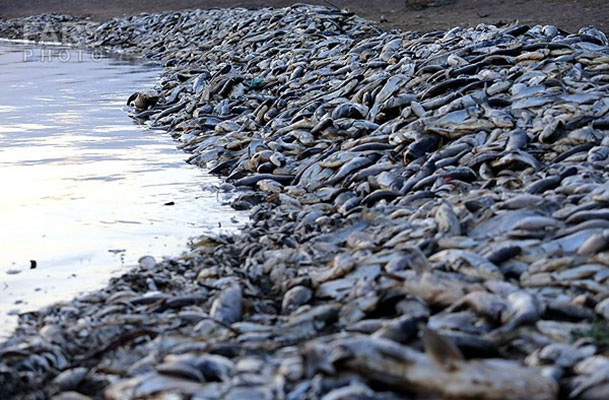 مرگ انواع ماهیان و لاک‌پشت‌ها در ساحل کیش