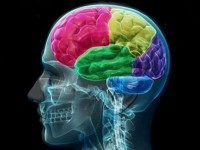 بازسازی سلول مغز انسان محقق شد