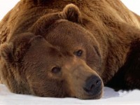 کشف لاشه یک قلاده خرس قهوه‌ای در گهواره