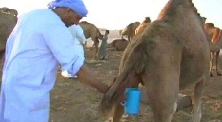 توصیه سازمان بهداشت جهانی به سعودی ها: ادرار شتر ننوشید !