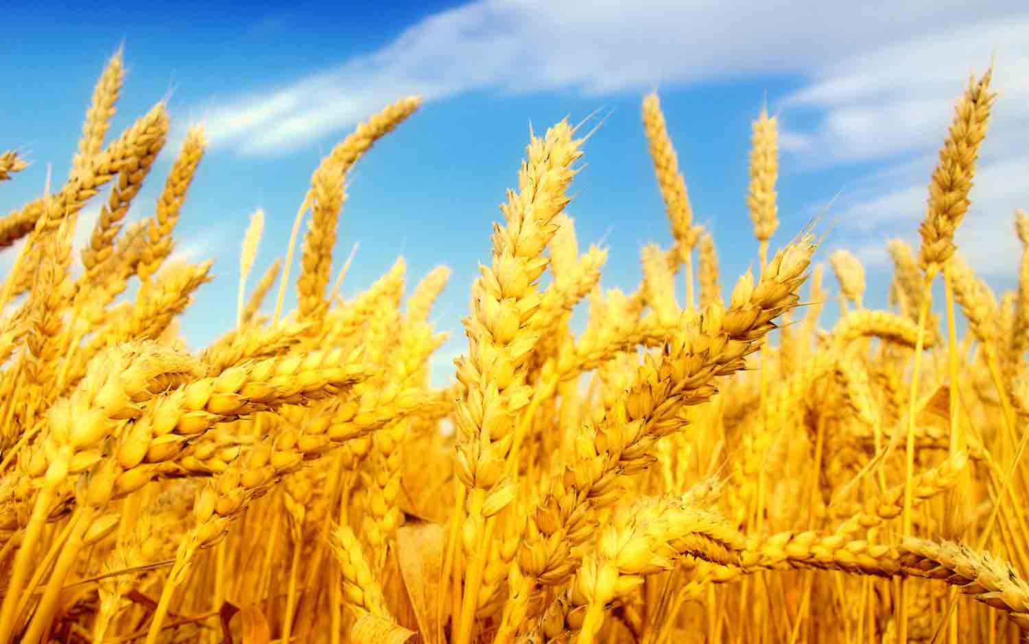 پیش‌بینی تولید 69 هزار تن گندم در البرز