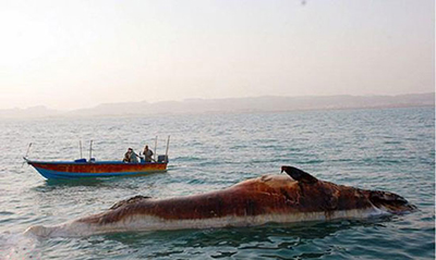 نهنگ 10 تنی در ساحل بوشهر +عکس
