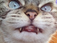 گربه ای بامزه با چشمانی لوچ! +عکس