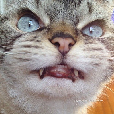فتوشاپ طبیعت در چهره یک گربه! + عکس