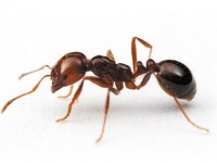 عکس/ مورچه‌ها دور یک قطره عسل
