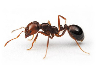 قدرت بویایی مورچه‌ از انسان بیشتر است