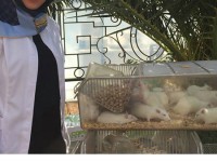 عکس یادگاری لیلا خانم اوتادی در کنار موش های آزمایشگاهی