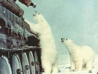 غذا دادن سربازان شوروی به خرس های قطبی سال 1950 میلادی