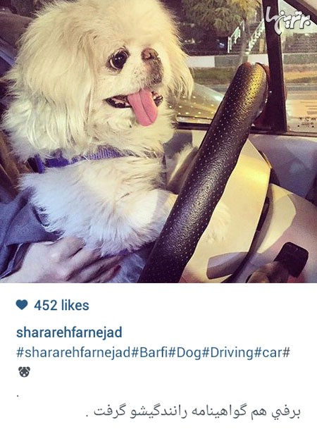 تبریک به سگِ شراره فرنژاد بخاطر موفقیتش در آزمون رانندگی