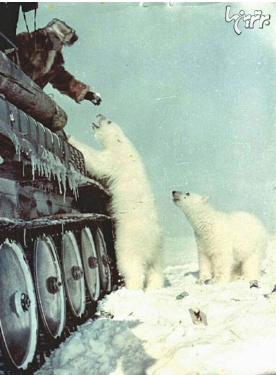 غذا دادن سربازان شوروی به خرس های قطبی سال 1950 میلادی
