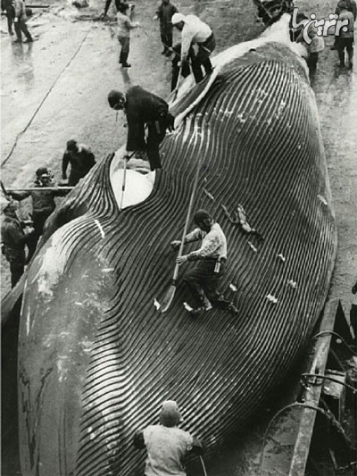 پوست کندن نهنگ شکار شده توسط ماهیگیران ژاپنی در اقیانوس منجمد شمالی سال 1937 میلادی