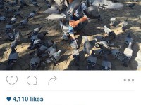ایجاد مزاحمت خاطره اسدی برای کبوتر های گرسنه