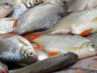 قیمت انواع ماهی منجمد غیر بسته بندی