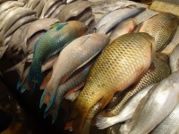 قیمت انواع ماهی منجمد غیر بسته بندی
