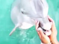 دلفین باهوش گوشی را از غرق شدن در اقیانوس نجات داد