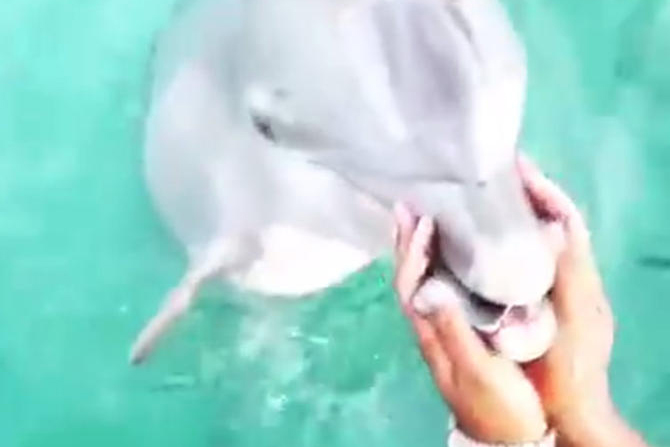 دلفین باهوش گوشی را از غرق شدن در اقیانوس نجات داد