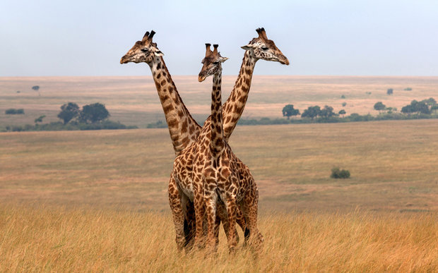 سه زرافه در پارک ملی «ماسایی مارا» کنیا