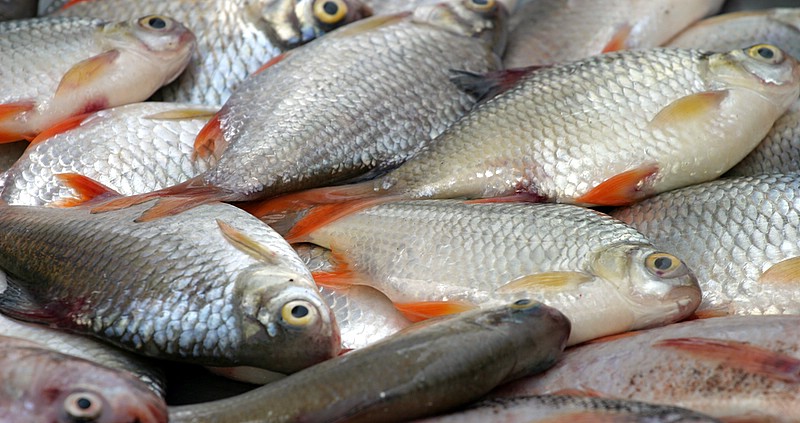 قیمت انواع ماهی تازه جنوب