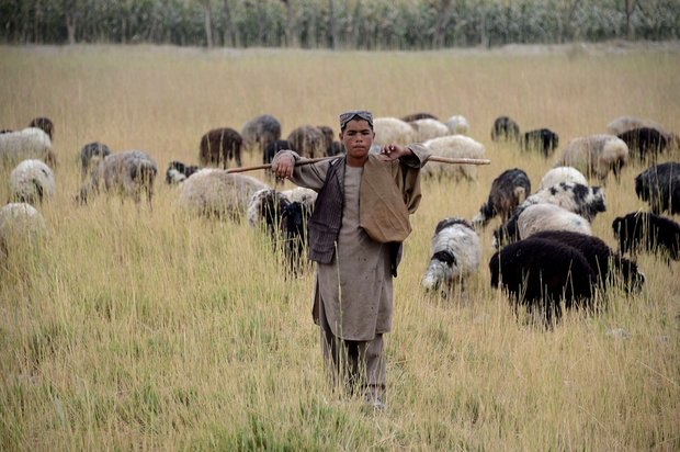 چوپان افغان به تماشای گله خود ایستاده