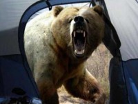 این خرس ترسناک عکاس را خورد