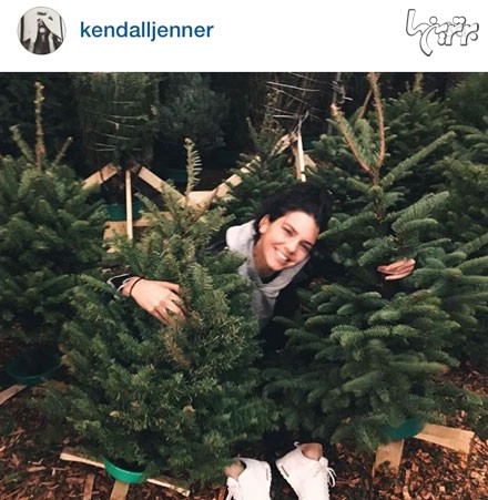 «کندال جنر»، به احتمال زیاد در حال انتخاب درخت کریسمس برای خانه اش!