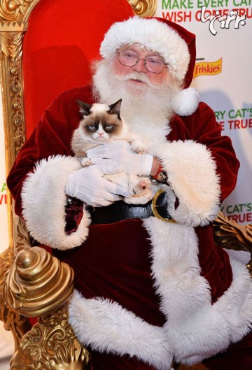 گربه بداخلاق در کنار بابانوئل +عکس