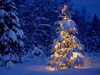 زیباترین درختان کریسمس امسال + عکس