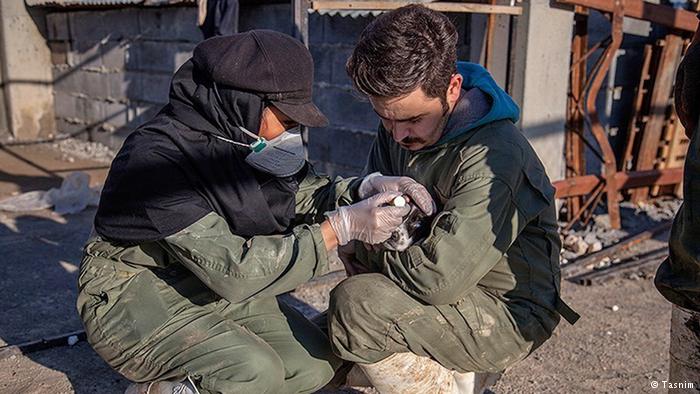 تصویری/ نجات سگ‌های ولگرد کرمانشاه در پناهگاه حیوانات