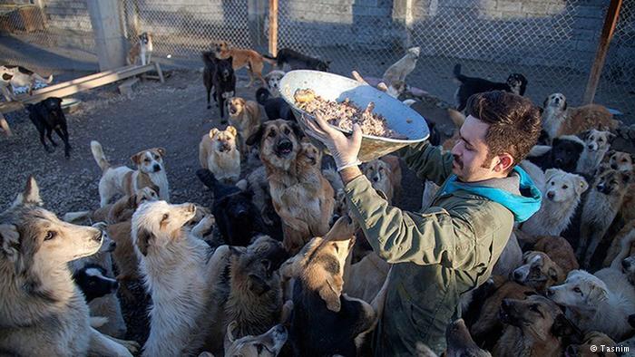 تصویری/ نجات سگ‌های ولگرد کرمانشاه در پناهگاه حیوانات