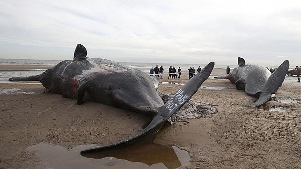 فیلم/ مرگ پنج نهنگ عنبر در ساحل شرقی انگلستان