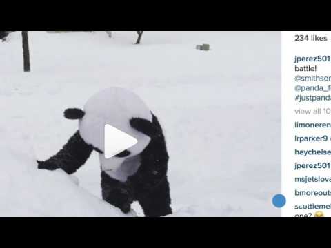 فیلم/ بازخورد وسیع برف بازی پاندا