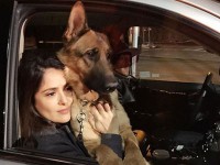 «سلما هایک» در حال نوازش سگی که قرار است در فیلم به عنوان سگ پلیس او را دستگیر کند