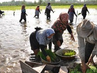 برنج ایرانی علاوه بر ارگانیک بودن آلودگی هم ندارد
