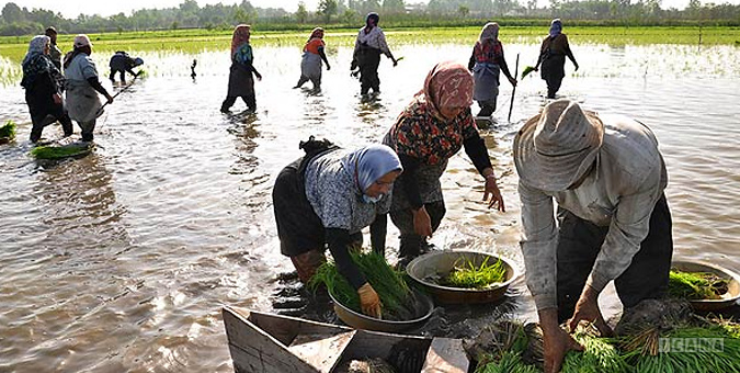 برنج ایرانی علاوه بر ارگانیک بودن آلودگی هم ندارد