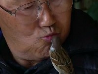 فیلم/ جدایی پرنده از طبیعت و پیوند با یک خانواده ژاپنی