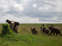 جدال سهمگین فیل و بوفالو! +عکس