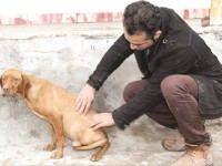 درخواست اشد مجازات برای عامل سگ‌‌آزاری / پیش‌نویس حمایت از حیوانات ولگرد به دولت رفت
