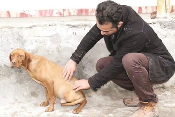 درخواست اشد مجازات برای عامل سگ‌‌آزاری / پیش‌نویس حمایت از حیوانات ولگرد به دولت رفت