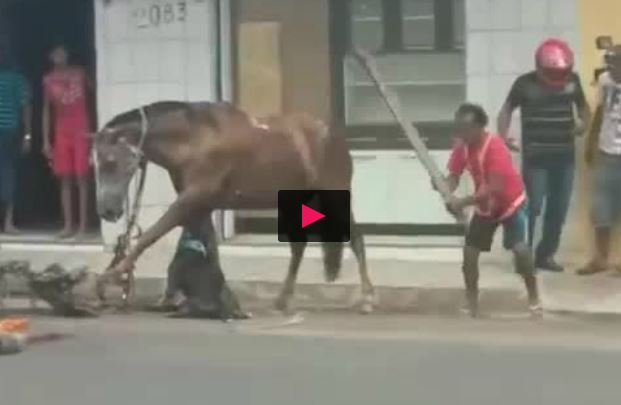 فیلم/ حمله سگ وحشی به اسب