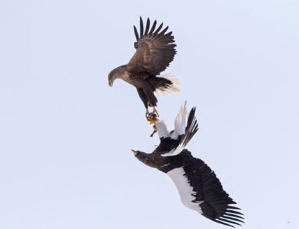 زورگیری عقاب در آسمان! +عکس