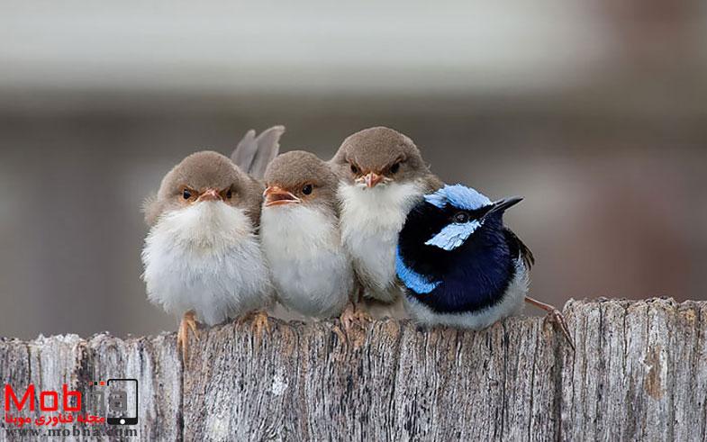 بچه داری های دیدنی در میان پرندگان! (عکس)