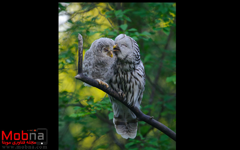 cute-bird-parents-33__700