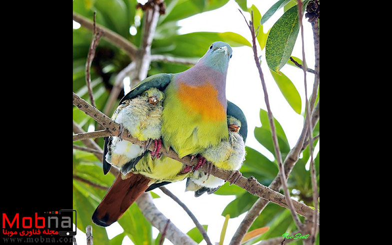 cute-bird-parents__700