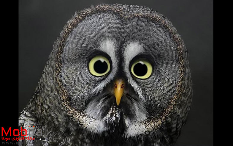 wtf-owl1