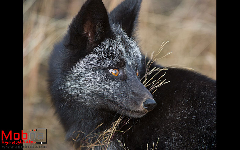 black-silver-fox-221__880