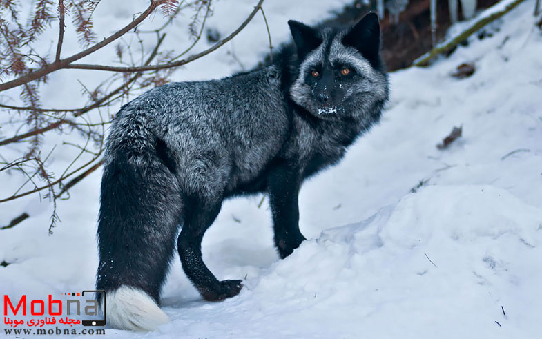black-silver-fox-28__880
