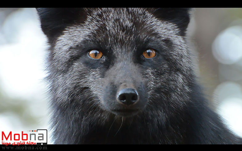 black-silver-fox-34__880